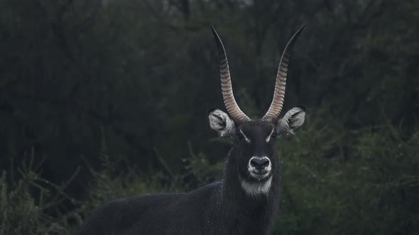 Extremely rare, melanistic male waterbuck, in the Aberdare National Park bush, Kenya, on a rainy day