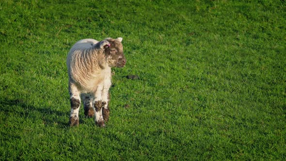 Lamb In Field On Sunny Day