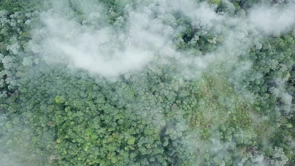 Aerial view looking down tropical rainforest 