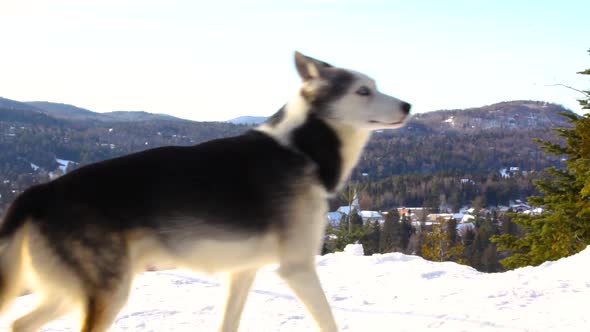 Happy Alaskan Husky Dog on Top of a Mountain