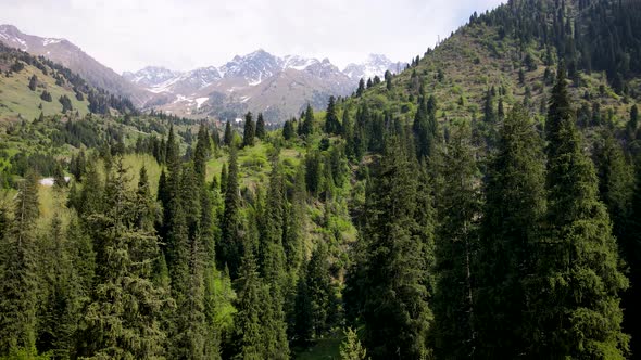 Aerial Forest Spruce in the Mountain of Almaty