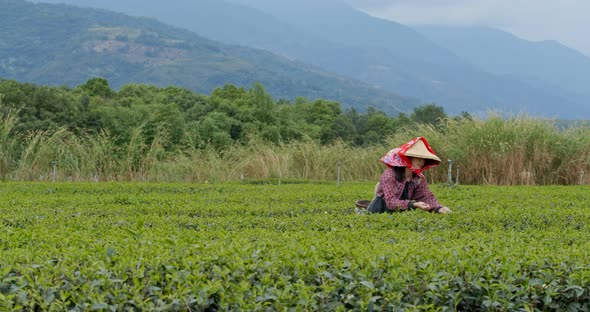 Woman work at the tea farm