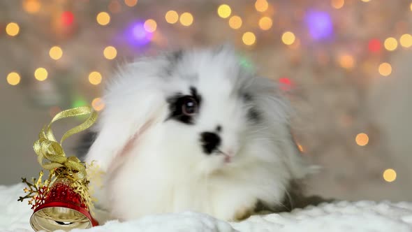 A small black and white rabbit is holding a bell. New Year's decorations.