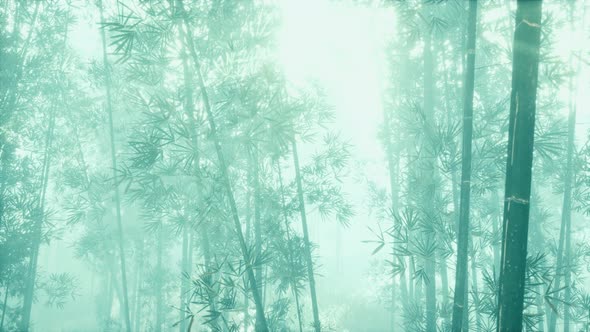 Green Bamboo in the Fog with Stems and Leaves