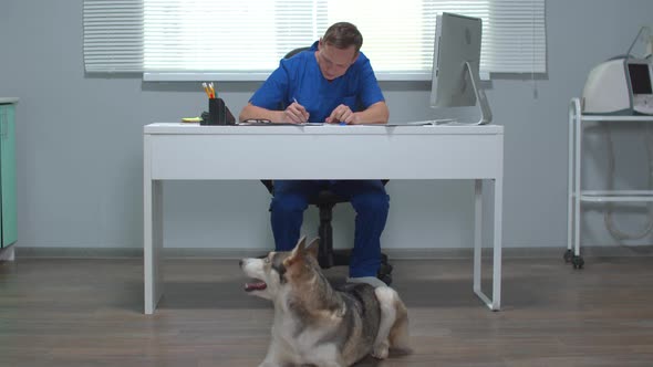 View of Husky Lying on the Floor and Vet Sitting at a Table and Writing