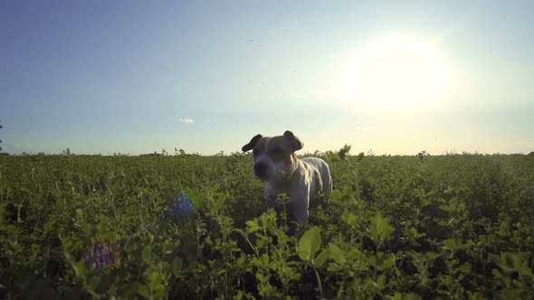 Dog Jack Russell Terrier Running After Toy In The Summer On Green Grass In Field Under Blue Sky