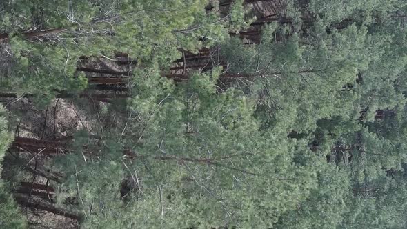 Vertical Video of Green Pine Forest By Day Aerial View