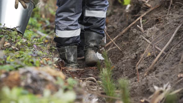 Planting Forests Manually. Working Process of Planting a Tree. Planting Forests Manually