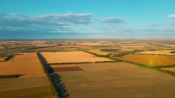 Panoramic Aerial Footage Top View Over Yellow Fields of Corn Wheat and Sunflower in Ukraine Rural