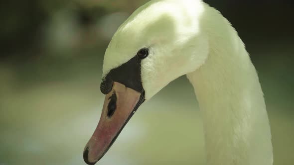 White Swan on the Lake. Close-up.