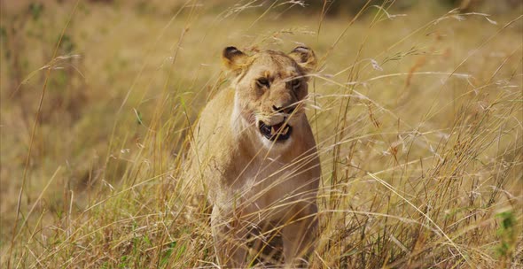 Female lion in the savanna