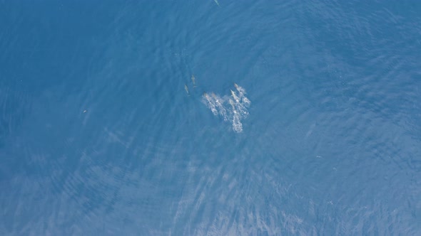 Aerial view of dolphins in open water at Reunion Island.