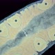 Worm Nemertea Prostoma sp. under microscope, of Tetrastemmatidae family - VideoHive Item for Sale