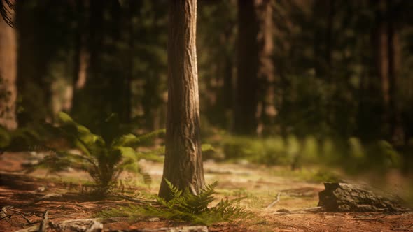 Early Morning Sunlight in the Sequoias of Mariposa Grove