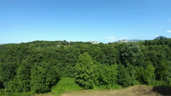 Aerial Green Forest