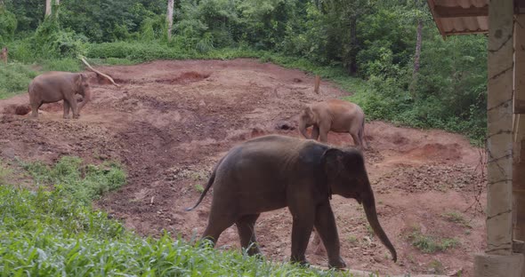 A Glade with Chained Elephants in the Wild Forests of Thailand