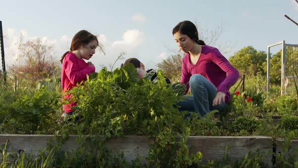 Three kids working in an organic vegetable garden weeding and watering plants