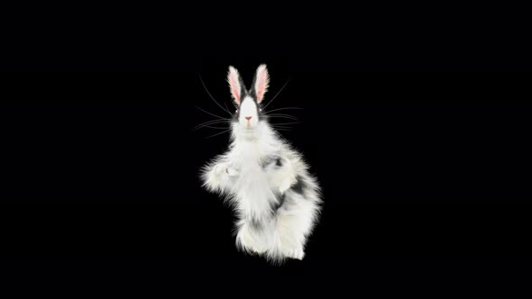 Rabbit Dancing 4K