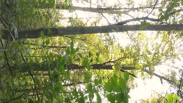 Vertical Video of the Forest on an Autumn Day Slow Motion