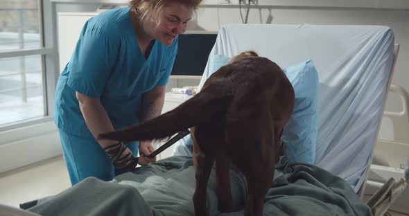 Nurse with Cute Brown Labrador Visiting Sick Little Girl in Hospital Ward