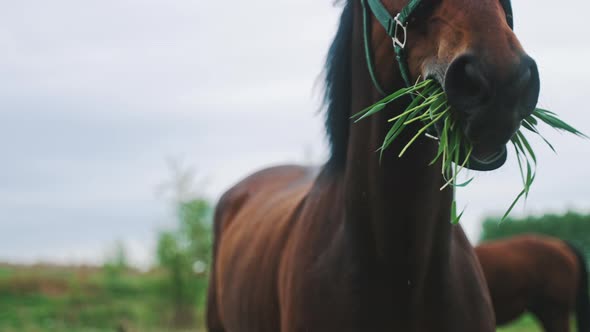 A Dark Brown Horse Munching Grass In The Field Meadows During The Daytime