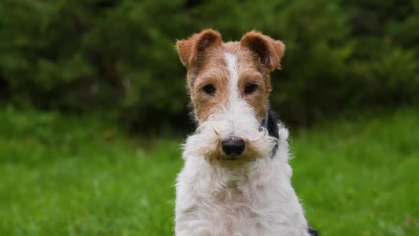 Tired Fox Terrier Sits in a Spring Park on a Blurred Background of Green Grass