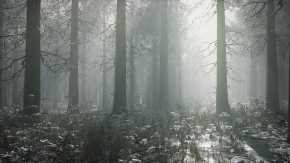 Winter Snowcovered Forest on a Cloudy Day