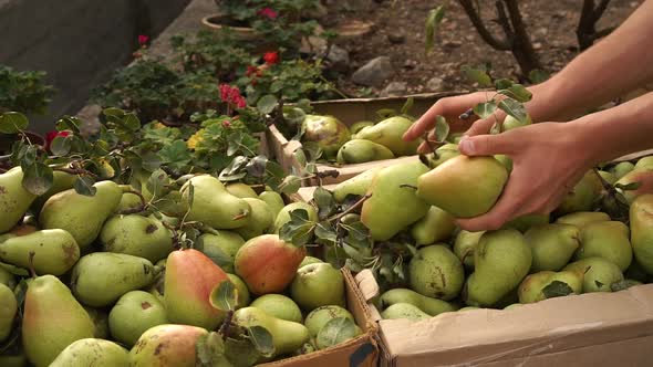 The harvest of pears in the garden. Organic local food. Hands of a farmer