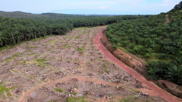 Aerial view oil palm tree is cut