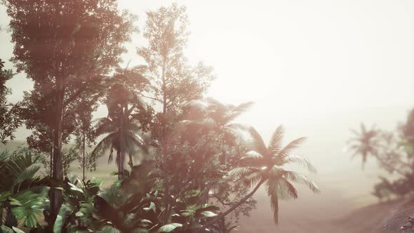 Tropical Palm Rainforest in Fog alt