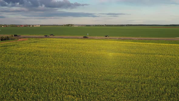 Top View of a Yellow Rapeseed Field After Rain in Belarus an Agricultural Area