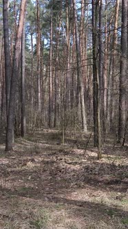 Vertical Video of the Forest Landscape Aerial View Slow Motion