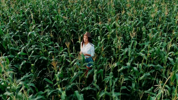 Aerial Shoot of Young Farmer Girl in a Hat, on a Corn Field, Goes Through the Tall Corn Stalks 