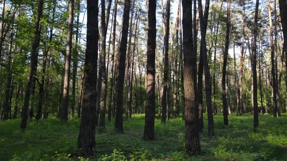 Summer Forest with Pine Trees Slow Motion