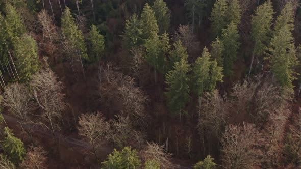 Smooth flight over a forest of green conifer and bare deciduous trees filmed by a drone from a head