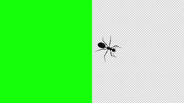 Black Ant - Passing Screen - Top View - Transparent and Green Screen