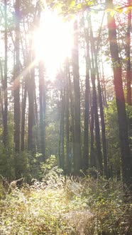 Vertical Video of a Forest in an Autumn Day