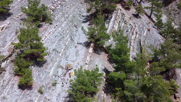 Pine trees grow on the rock. Layered rock formation, geological rock