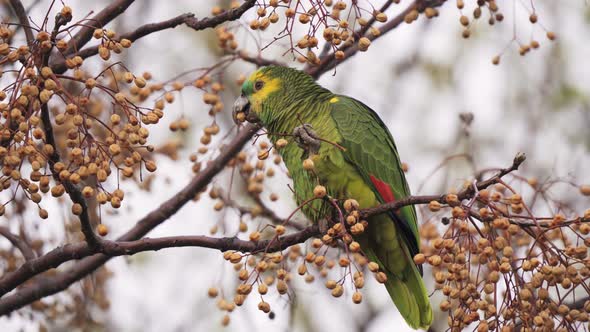 A wild turquoise fronted amazon bird, amazona aestiva, perched on chinaberry tree, eating melia azed