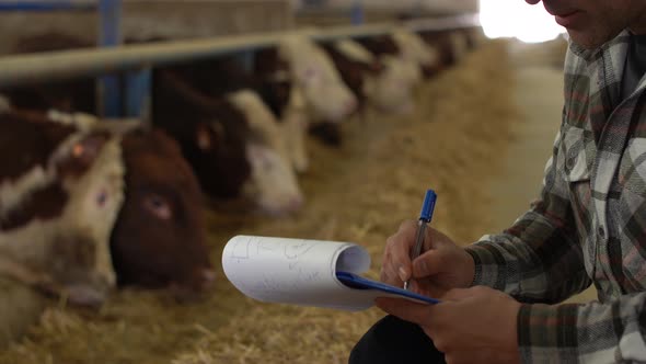 Modern meat fattening farm and modern farmer.