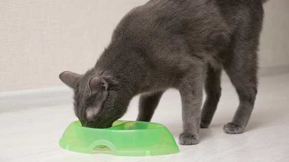 Gray Cat Runs Up to a Green Bowl and Begins to Eat Greedily