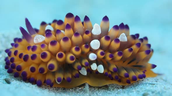 Colourful marine creature on the ocean floor