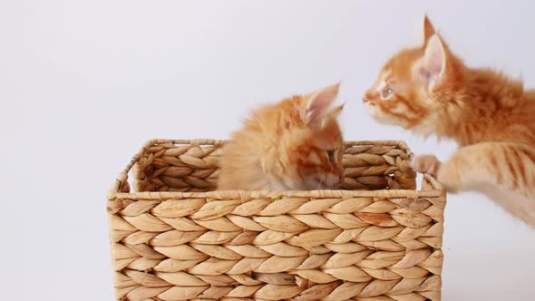 Two Ginger Kittens Playing in a Basket on a White Background