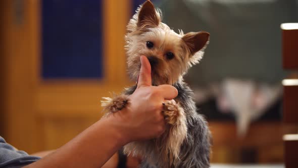 Dog Licking Hands - Dog Close Up