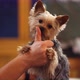 Dog Licking Hands - Dog Close Up - VideoHive Item for Sale