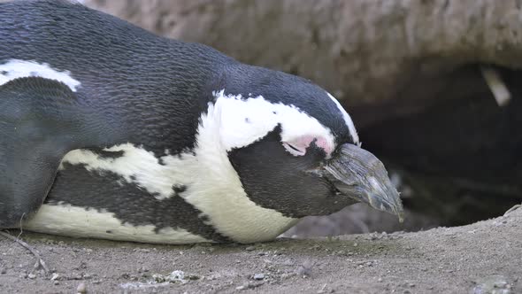 Portrait shot of sleeping Penguin with closed eyes in wilderness during daytime - African Penguin or