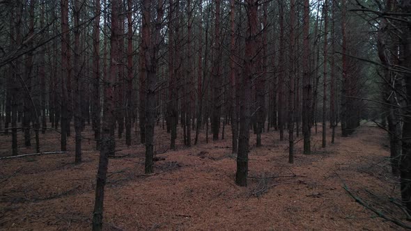 Through The Autumn Forest With Eerie Trees