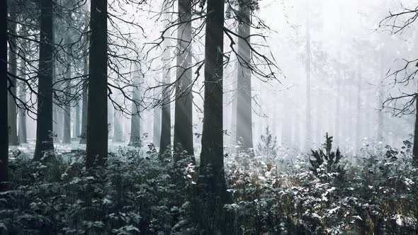 Fog in the Forest on a Cold Winter Cloudy Day with First Snow