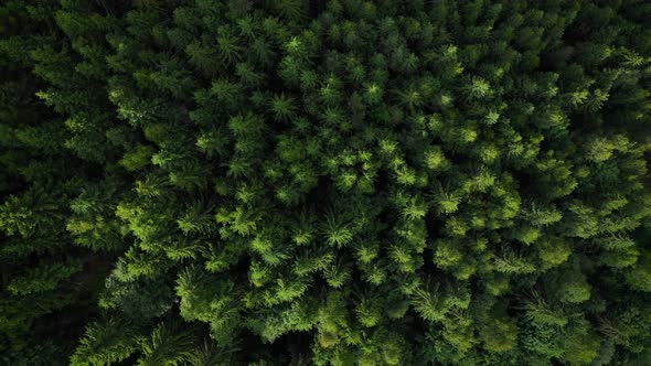 Top Down View of the Coniferous Forest Growing on the Slopes of the Mountains