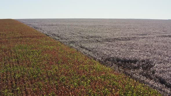 Aerial drone shot flying over a cotton field next to a cornfield in rural Brazil. Wide landscape sho